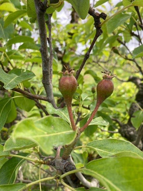 pommes 
poires
vergers
agriculture familiale
aux champs soisy
ile de france
ferme bio
agriculture paysanne
circuits courts
panier de légumes